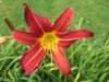 Day Lily